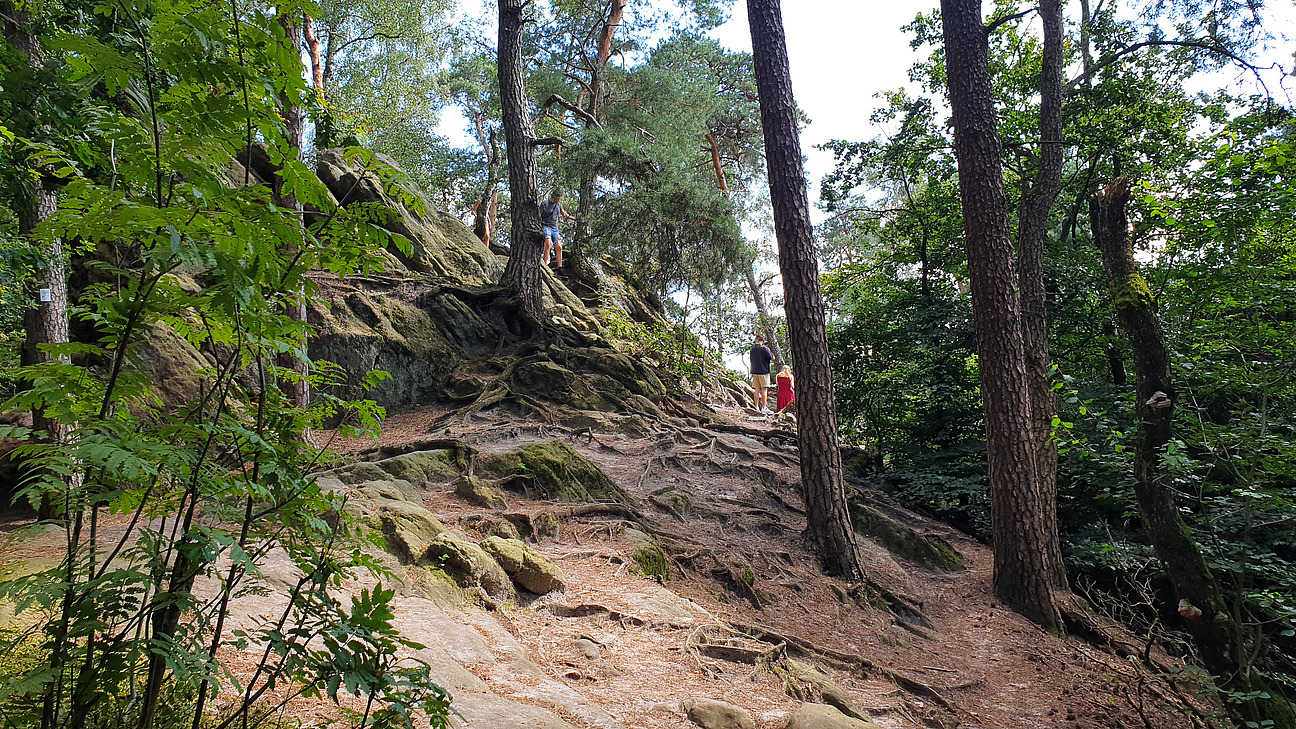A green forest with many trees and large, rooted rocks. A person can be seen in the background. Bushes with green leaves grow in front. The ground is covered with decaying leaves and rocks.