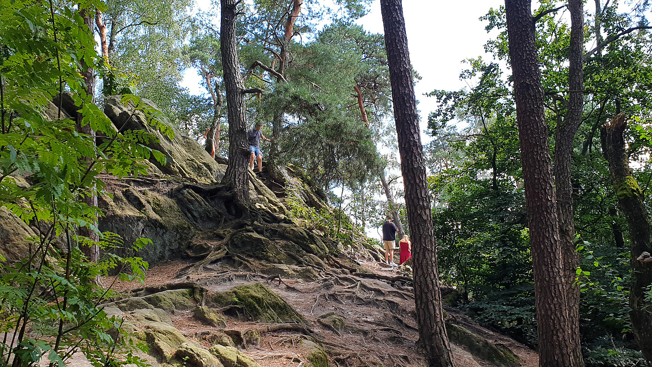 Ein grüner Wald mit vielen Bäumen und großen, bewurzelten Felsen. Im Hintergrund sieht man eine Person. Vorne wachsen Sträucher mit grünen Blättern. Der Boden ist mit zerfallenem Laub und Gestein bedeckt.