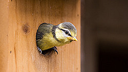 Blue, Blue Tit, England, Europe, FAMILY, GARDEN, Natural, Small, Tit, Tweet, WILD, WILDLIFE, Yellow, Young, animal, baby, bird, bird box, box, britain, brood, caeruleus, chick, colorful, countryside, feather, fledge, fledged, fledgeling, fledgling, full, habitat, hole, nature, nest, nest-box, nestbox, nestling, nurture, ornithology, outdoor, parus, passerine, season, seasonal, songbird, spring, summer, tree, wood