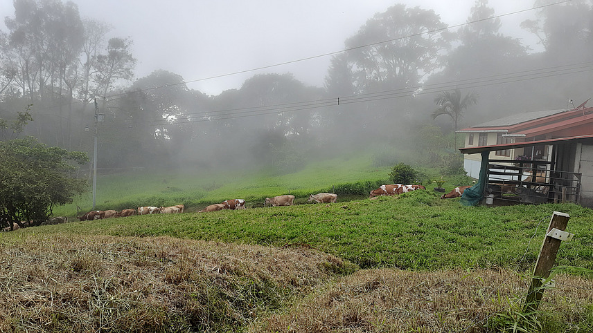 The image captures a misty rural landscape where several cows are grazing on a lush green pasture. To the right, there seems to be a farm with a slanted roof, and power lines are visible. 