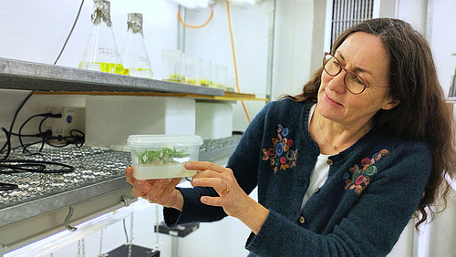 A person is standing in a laboratory. She is holding a plastic container with a small plant in it and looking at the plant.