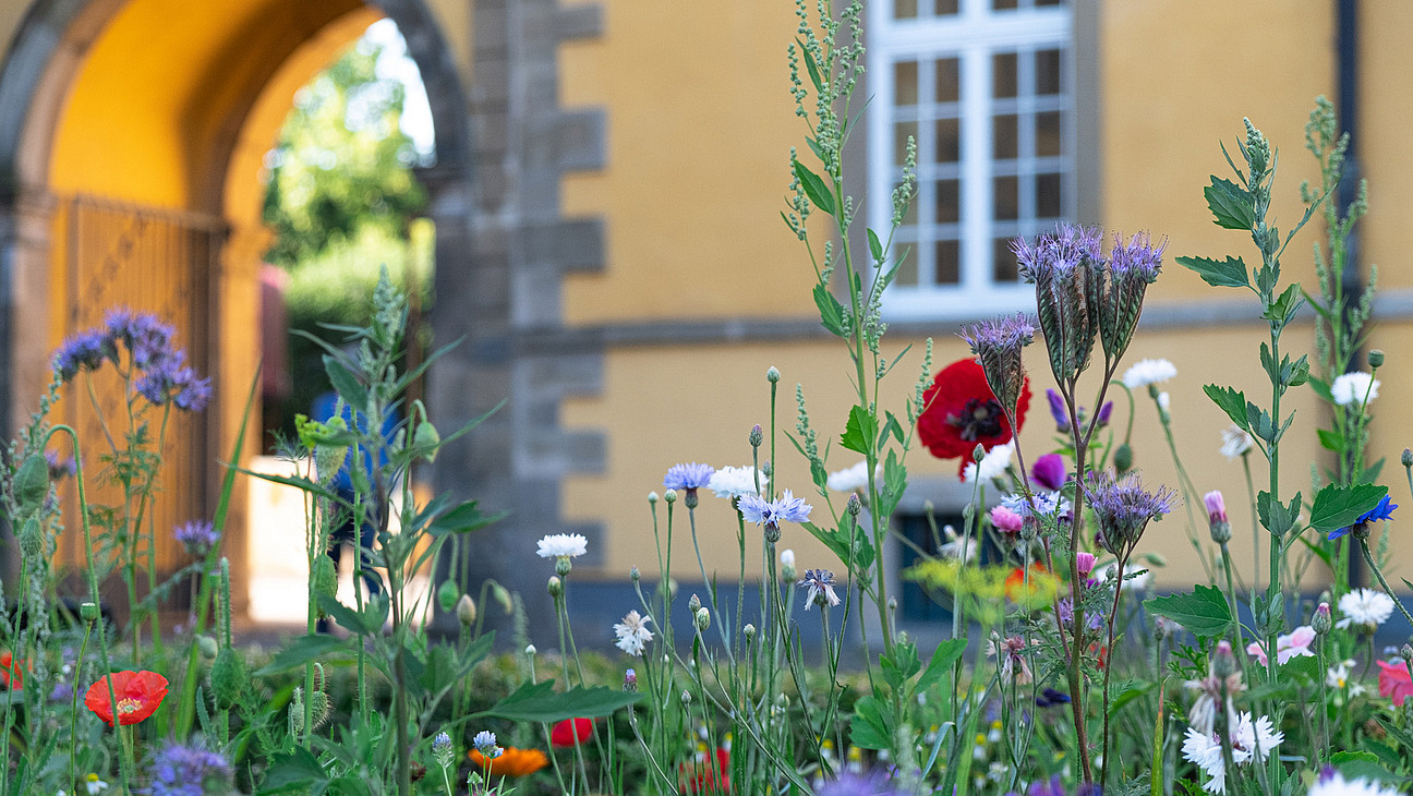 Ein Beet mit bunten Wildblumen, im Hintergrund sieht man den Torbogen eines historischen Gebäudes