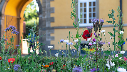 A bed with colorful wildflowers, in the background you can see the archway of a historic building