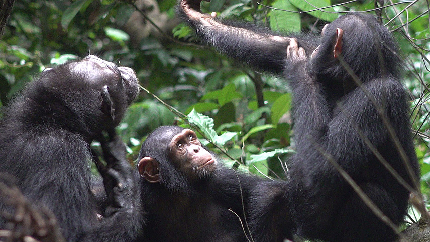 Three chimpanzees on the forest floor. One of them rubs his arm with a trapped insect.