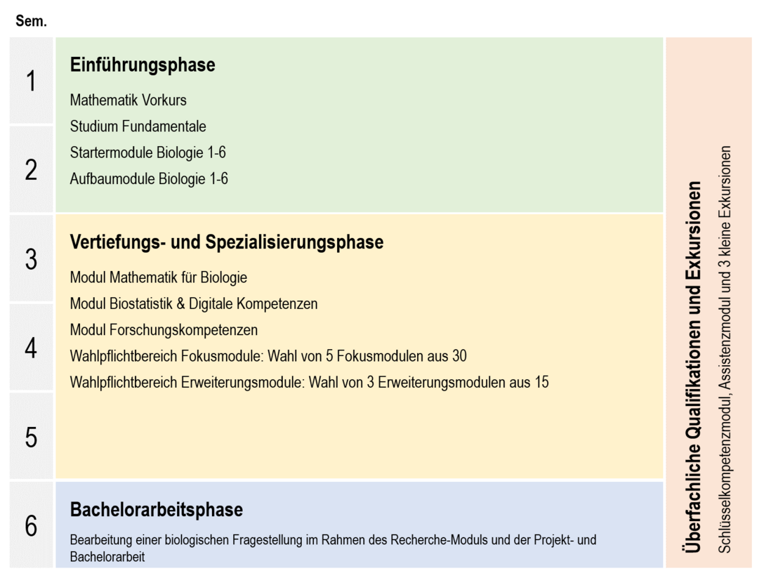 Eine Tabelle zeigt einen beispielhaften Studienverlauf