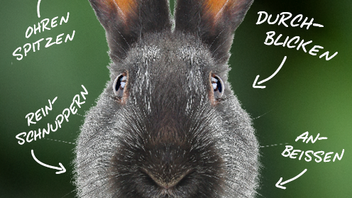 curious gray rabbit