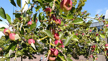 Apfelbaum mit Aepfeln