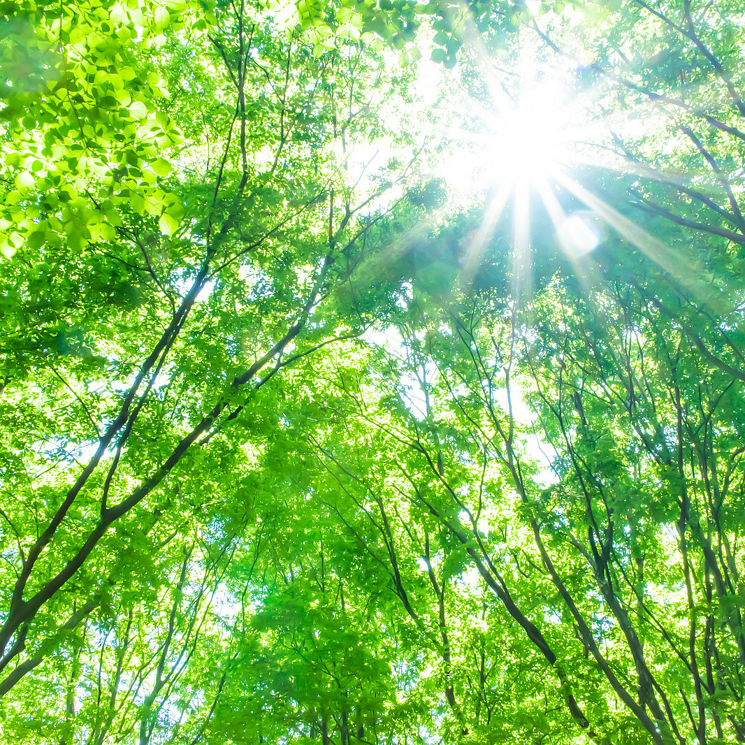 Das Blätterdach von jungen Bäumen, die Sonne bricht durch die Blätter