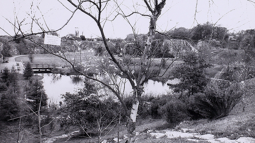 Schwarzweißbild mit Blick auf die Teichanlage im Botanischen Garten, im Vordergrund eine junge Birke, an einem Ast hängt ein Hinweisschild mit dem lateinischen Namen "Betula nigra"