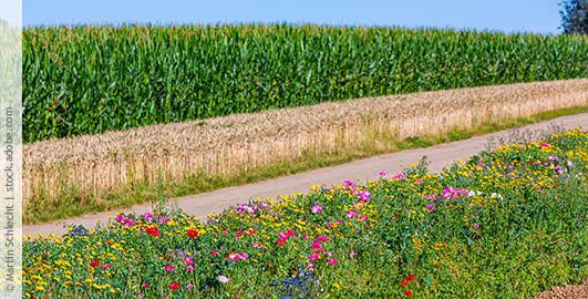Blühstreifen zwischen einem Weg und einem Acker, im Hintergrund ist ein Maisfeld
