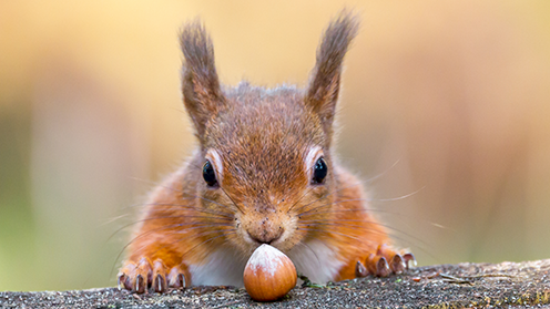A squirrel sniffs a nut
